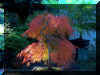 Acer palm. Waterfall O-2002.jpg (150868 bytes)