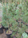 pinus sylvestris viridis nana compacta