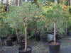Pinus sylvestris Waterii standard