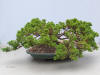 Juniper procumbens Bonsai