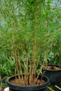 Black Bamboo large size pots