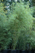 Phyllostachys Bamboo varieties 