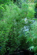 Phyllostachys nigra,  5 gallon size Black Bamboo