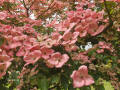 Pink flowering Dogwood