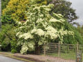 White flowering Dogwood