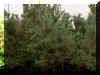 Pinus sylvestris Waterii O.-2002.jpg (155264 bytes)
