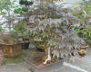 acer palmatum attropurpureum bonsai