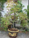 acer palmatum viridis bonsai